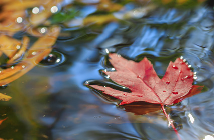 Leaves on a Stream